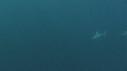 REQUINS TIGRE