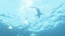 REQUINS POINTE NOIRE