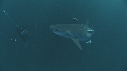 REQUINS TIGRE, PLONGEUR