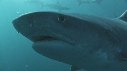 REQUINS TIGRE