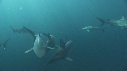 REQUINS POINTE NOIRE