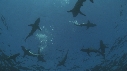 REQUINS POINTE NOIRE