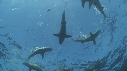 REQUINS POINTE NOIRE