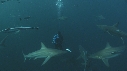 REQUINS POINTE NOIRE, PLONGEUR