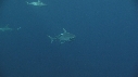 REQUINS TIGRE, REMORA