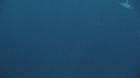 REQUIN TIGRE, PLONGEUR