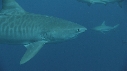 REQUINS TIGRE, REMORA