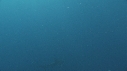 REQUINS TIGRE, REMORA