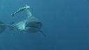 REQUINS TIGRE