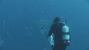 REQUIN TIGRE, PLONGEUR