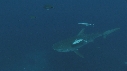 REQUINS TIGRE