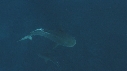 REQUIN TIGRE, PLONGEUR