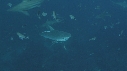 REQUINS TIGRE