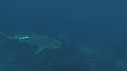 REQUINS TIGRE, REMORA