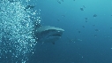 REQUINS TIGRE, REMORA