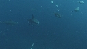 REQUINS TIGRE, REMORA