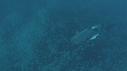 REQUINS TIGRE, REMORA