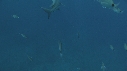 REQUIN TIGRE, PLONGEUR