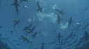REQUINS POINTE NOIRE