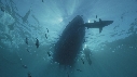 REQUINS POINTE NOIRE, ZODIAC