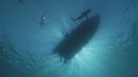 REQUINS POINTE NOIRE, PLONGEUR, ZODIAC