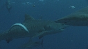 REQUINS TIGRE