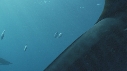REQUINS TIGRE, REMORA