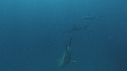 REQUIN TIGRE, PLONGEUR