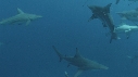 REQUINS POINTE NOIRE, REQUIN TIGRE, REMORA