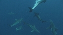 REQUINS POINTE NOIRE, REQUIN TIGRE, REMORA