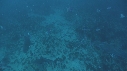REQUINS POINTE NOIRE, REQUIN TIGRE, REMORA
