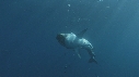 REQUINS TIGRE, REMORA