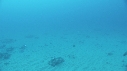 REQUINS TIGRE, REMORA