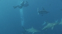 REQUINS POINTE NOIRE, PLONGEUR