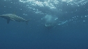 REQUINS POINTE NOIRE, ZODIAC