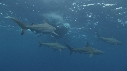 REQUINS POINTE NOIRE, ZODIAC