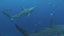 REQUINS POINTE NOIRE