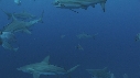 REQUINS POINTE NOIRE, REQUIN TIGRE, REMORA, PLONGEUR, CENSUS