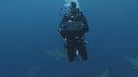 REQUINS POINTE NOIRE, REQUIN TIGRE, REMORA, PLONGEUR, CENSUS