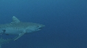 REQUINS TIGRE