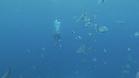 REQUINS POINTE NOIRE, PLONGEUR, CENSUS, POISSONS