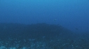 REQUINS TIGRE, POISSONS