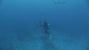 REQUINS TIGRE, PLONGEUR