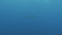 REQUINS POINTE NOIRE