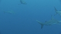 REQUINS POINTE NOIRE