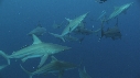 REQUINS POINTE NOIRE, PLONGEUR