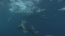 REQUINS POINTE NOIRE, ZODIAC