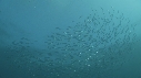 SARDINES, DAUPHINS, FOUS