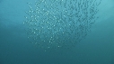 SARDINES, DAUPHINS, FOUS
