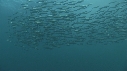 SARDINES, FOUS